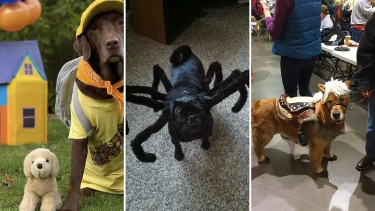 diy dog halloween costumes 1